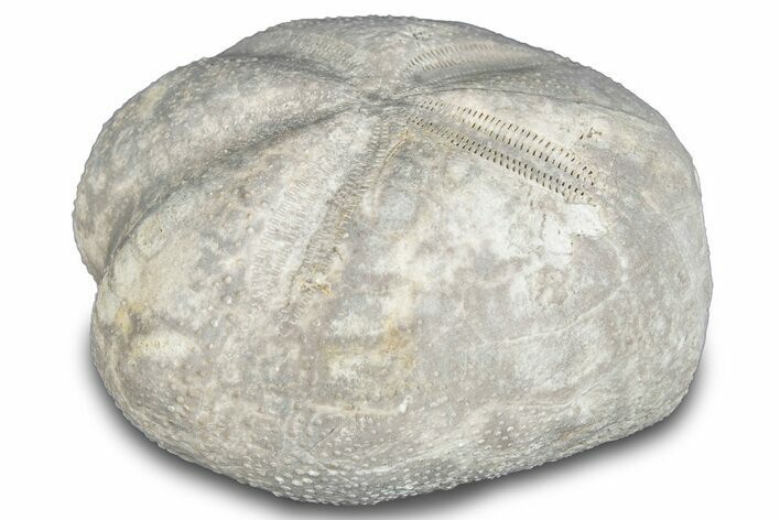 Cretaceous Echinoid (Heteraster) Fossil - Texas #287301